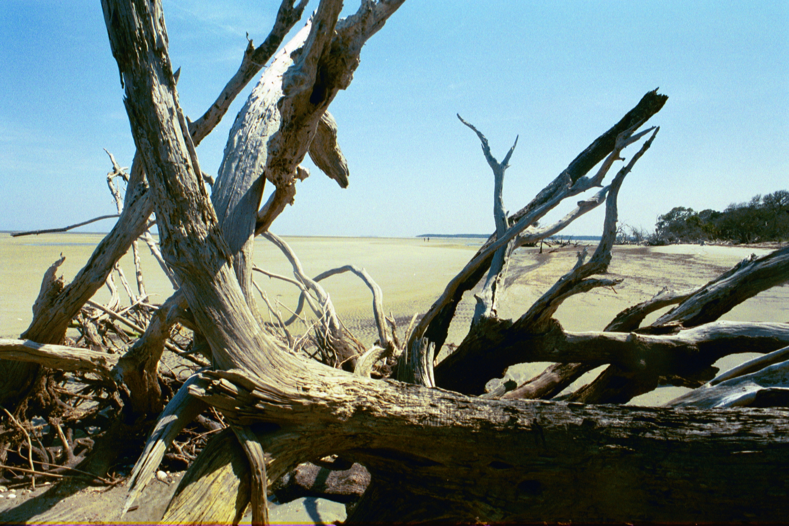 Ossabaw boneyard — boneyarda (12)