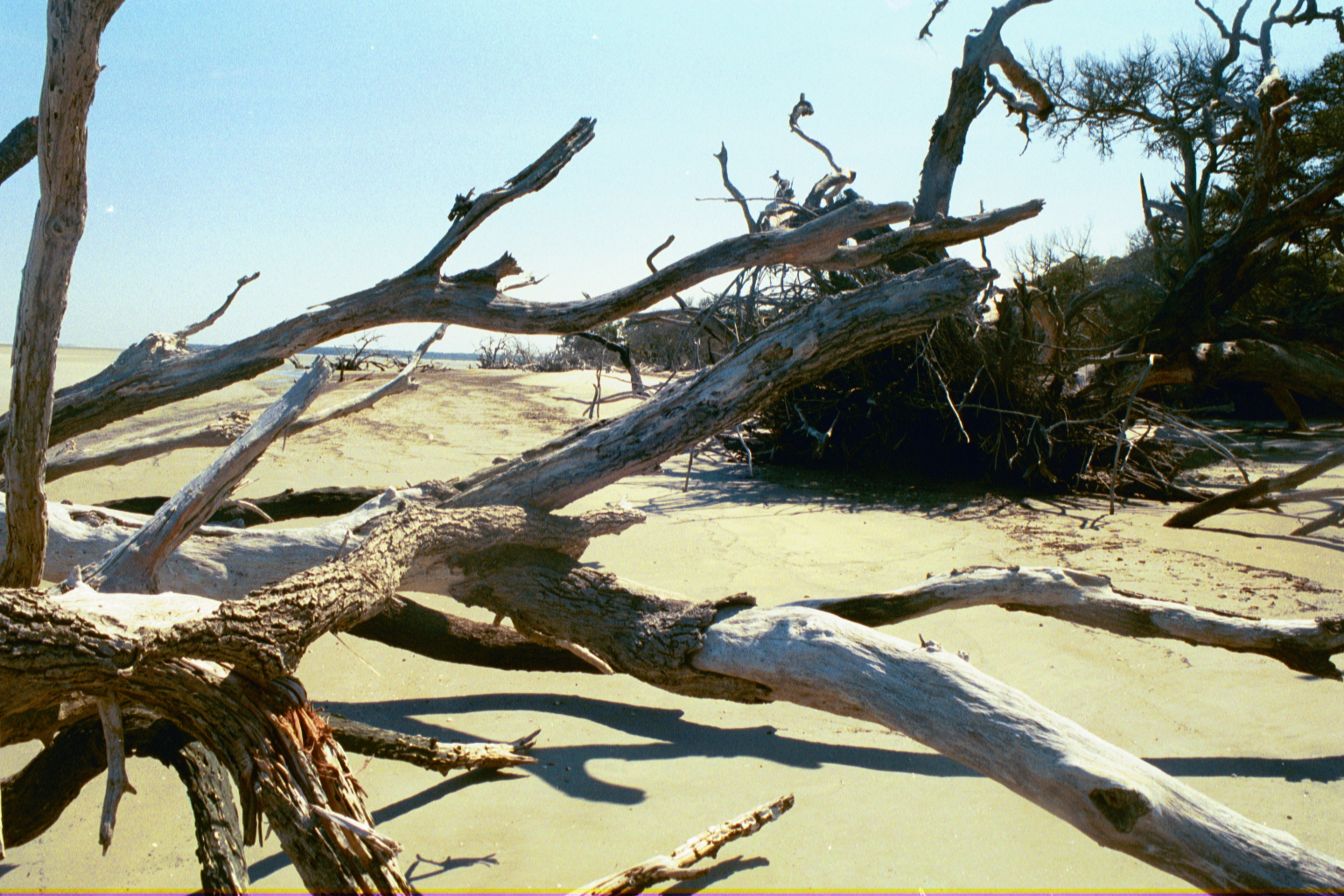 Ossabaw boneyard — boneyarda (15)