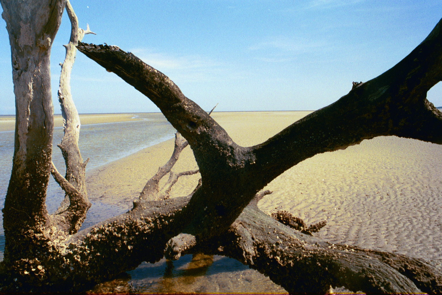 Ossabaw boneyard — boneyarda (2)