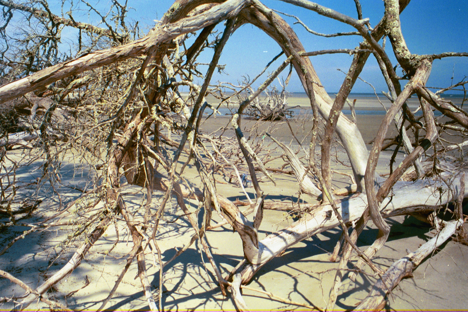Ossabaw boneyard — boneyarda (22)