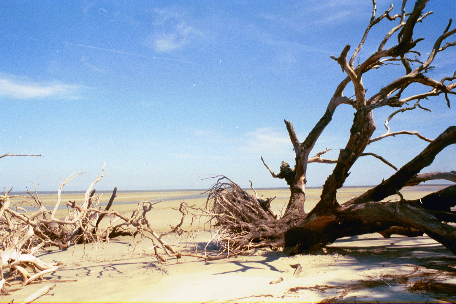 Ossabaw boneyard — boneyarda (23)