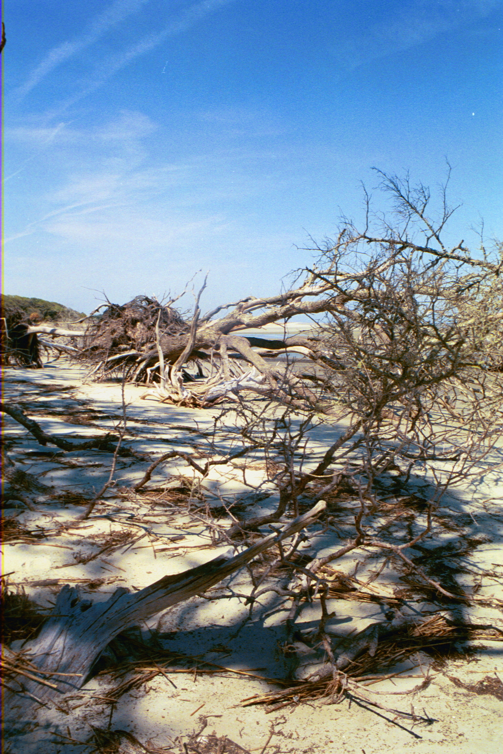 Ossabaw boneyard — boneyarda (24)