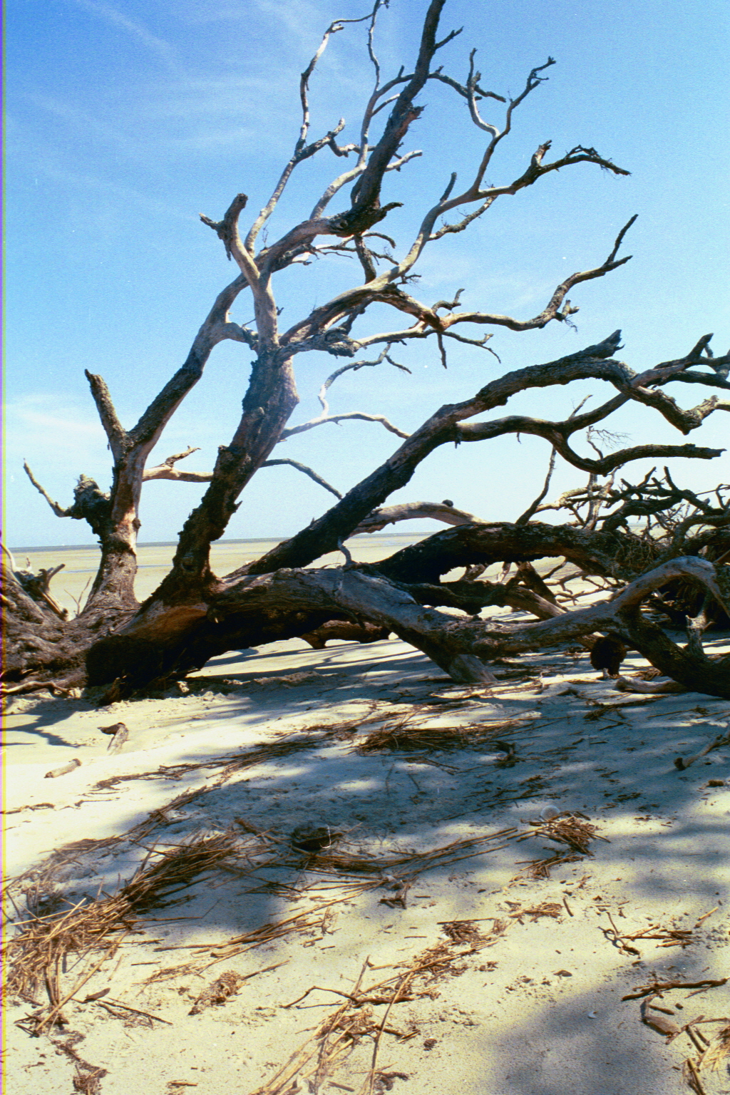 Ossabaw boneyard — boneyarda (25)