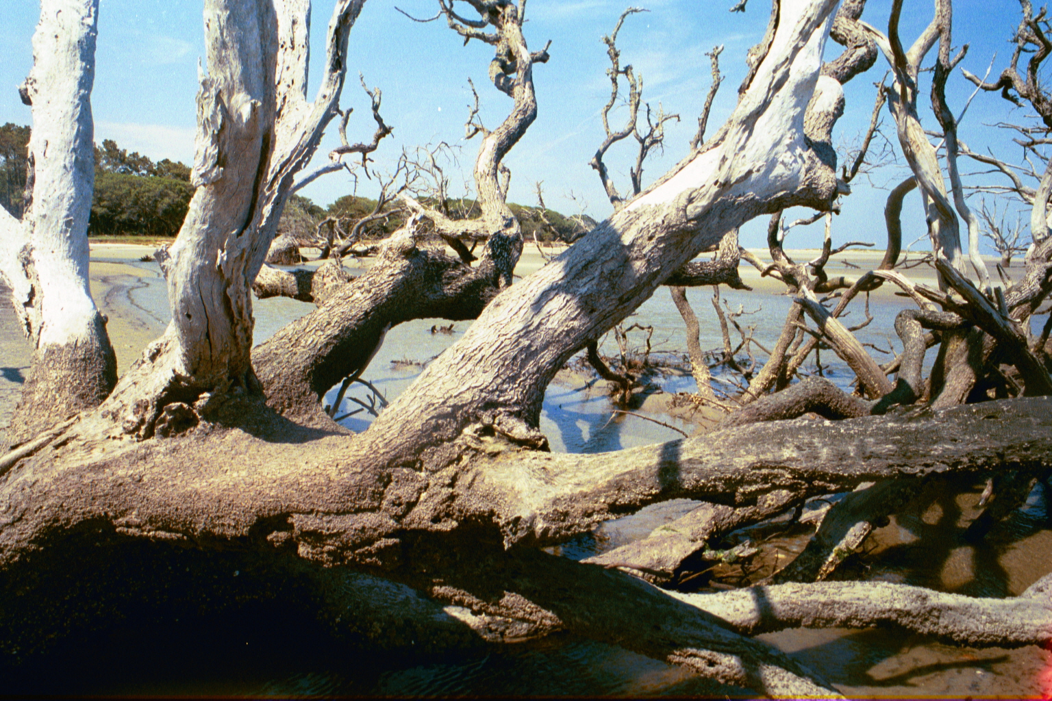 Ossabaw boneyard — boneyarda