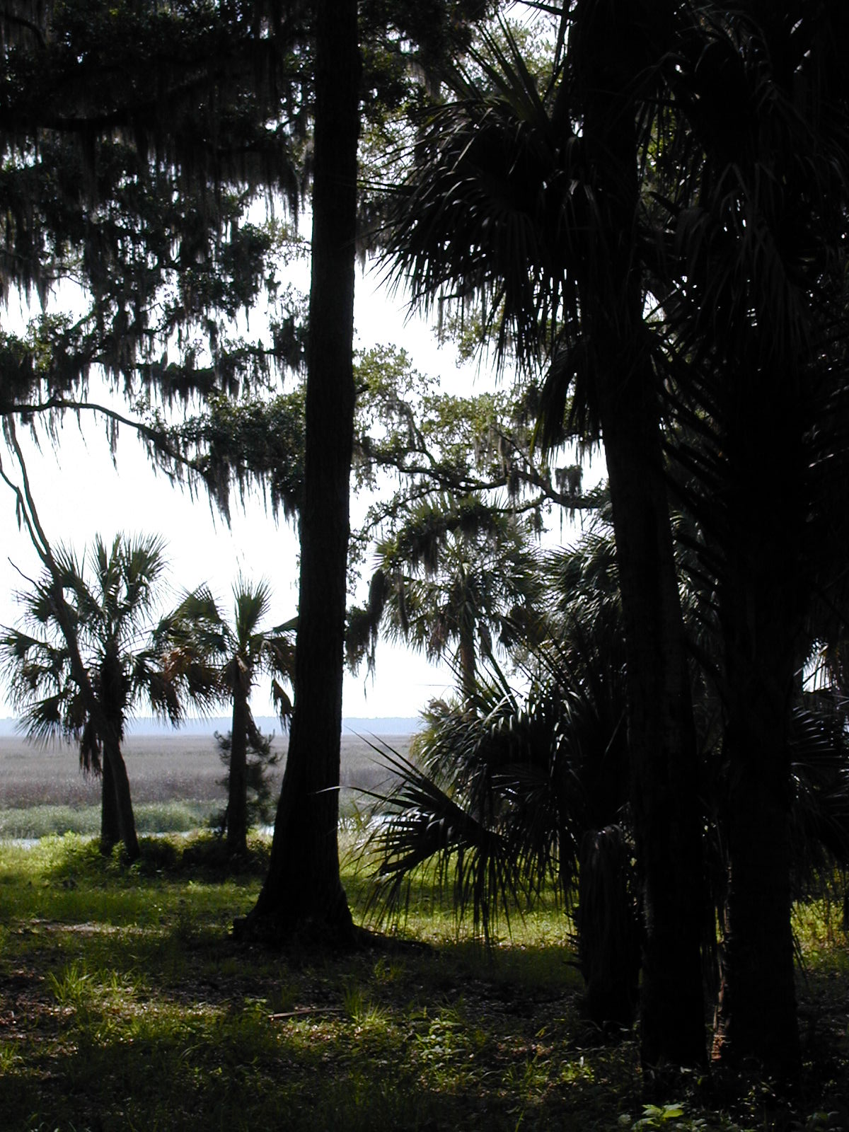 Ossabaw landscape — allosbra (100)