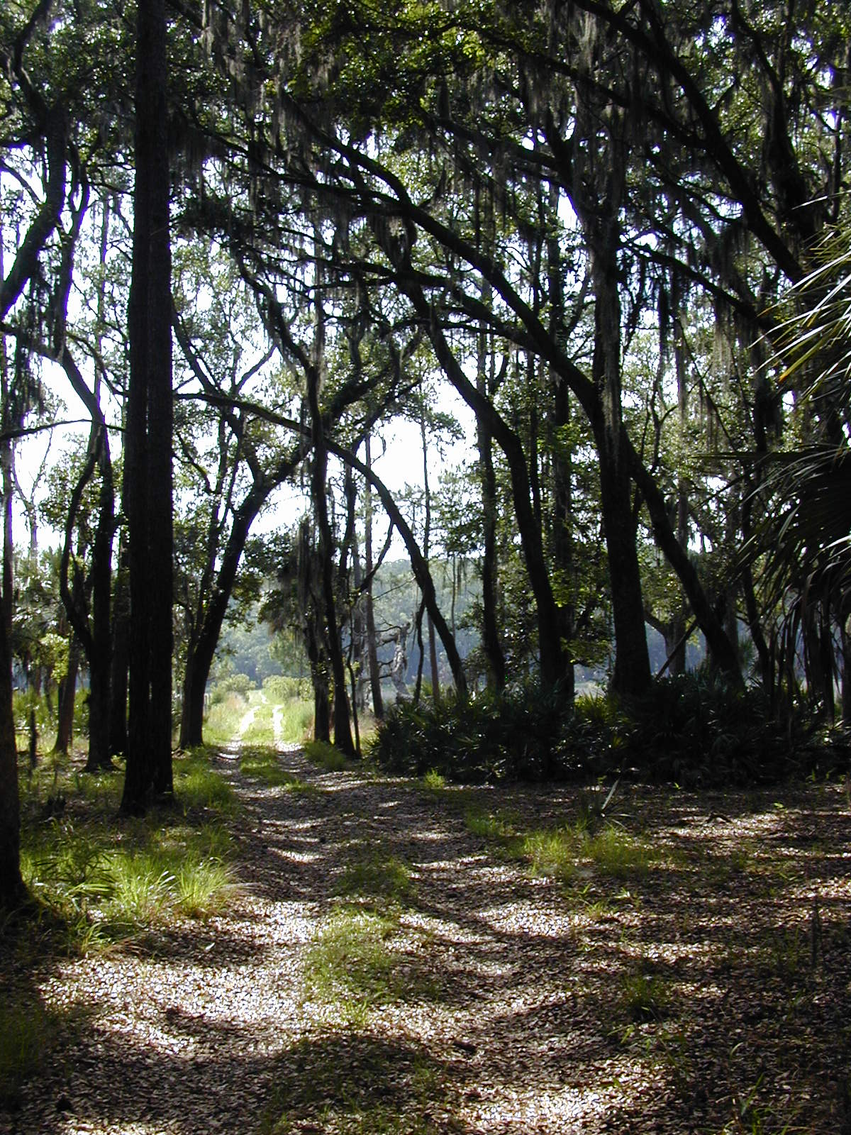 Ossabaw landscape — allosbra (106)