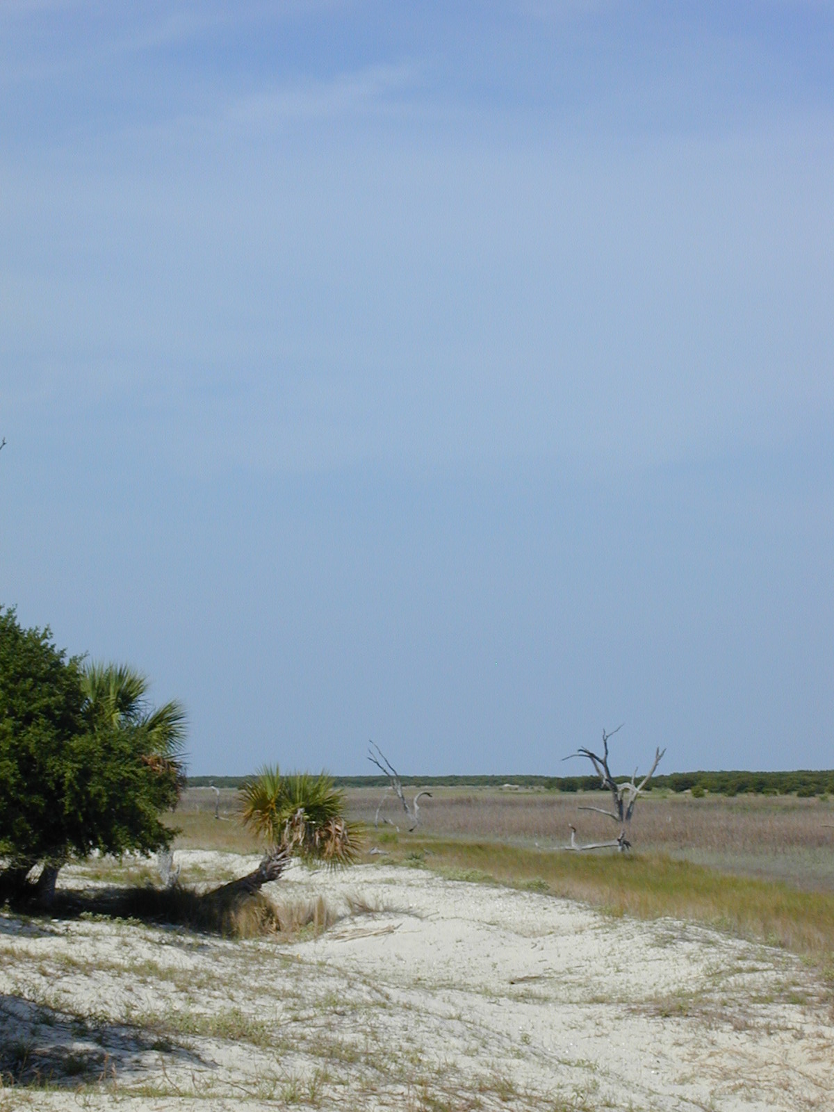 Ossabaw landscape — allosbra (114)