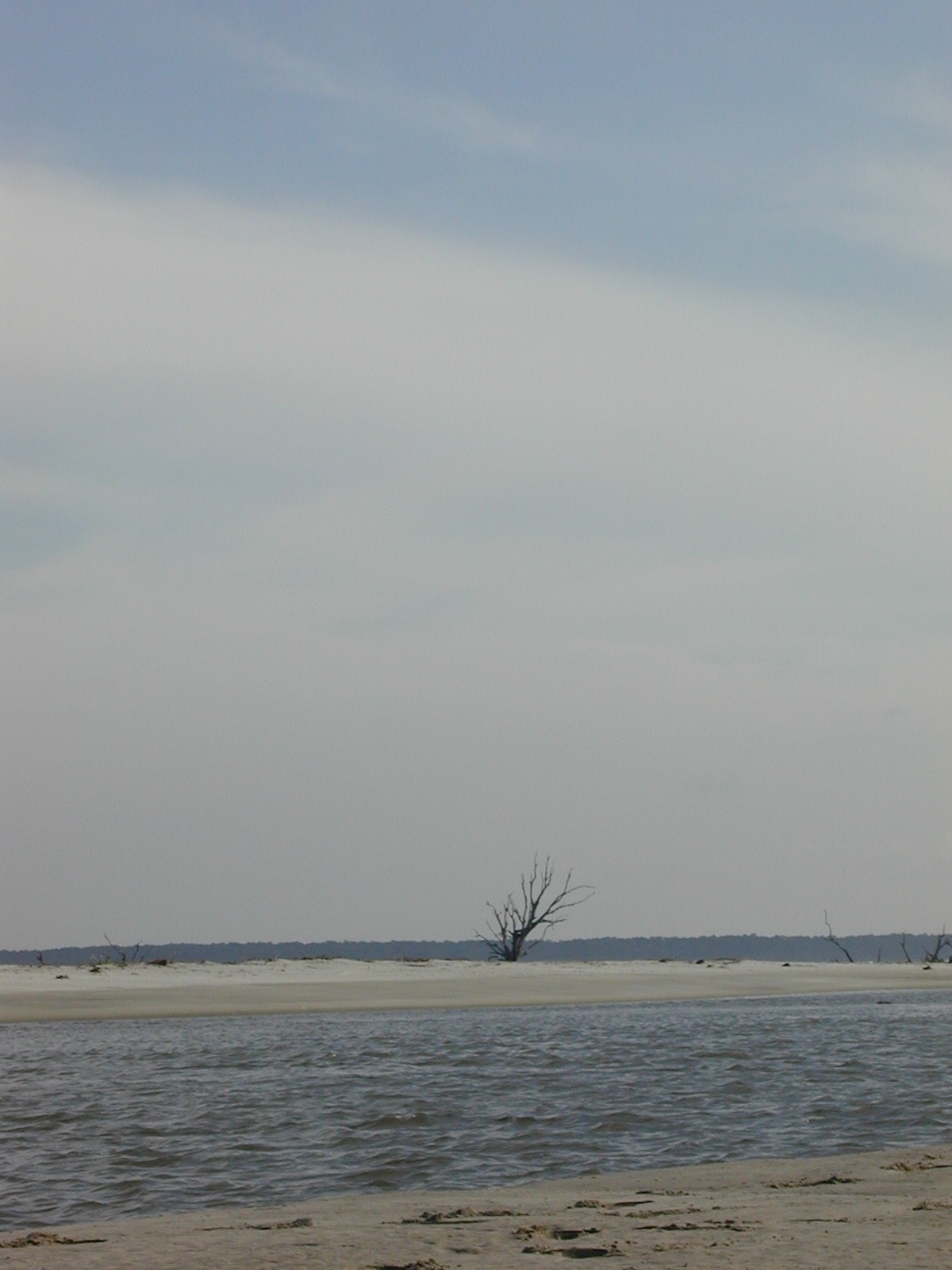 Ossabaw landscape — allosbra (124)