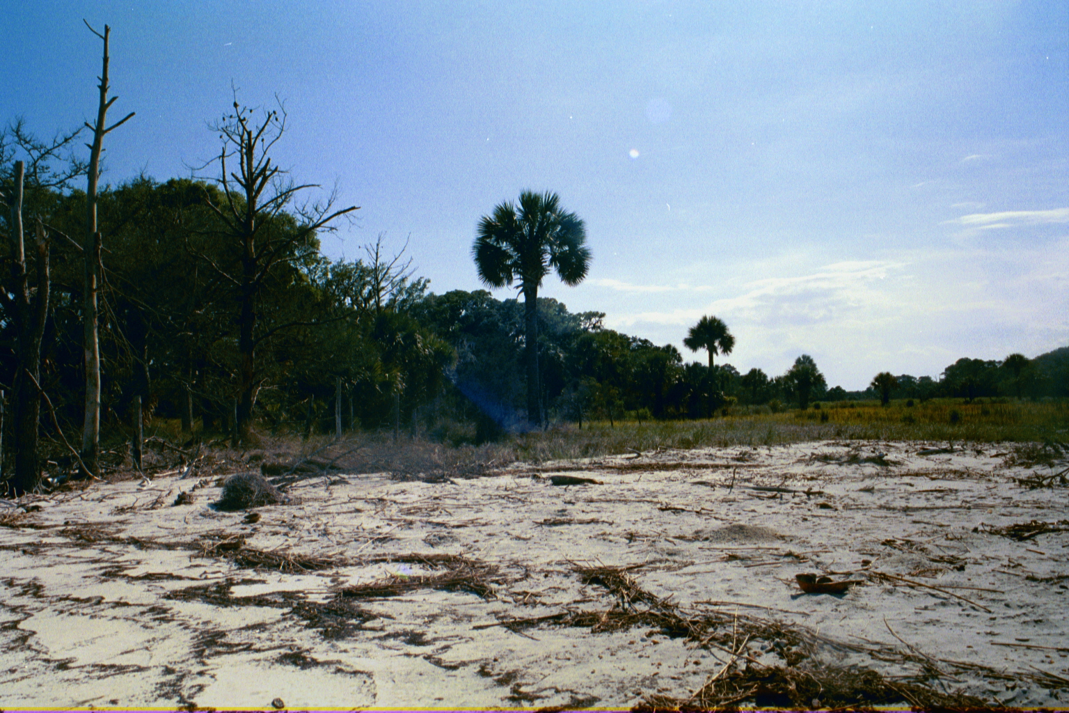 Ossabaw landscape — allosbra (13)