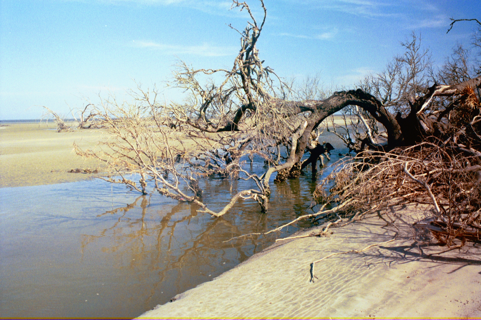 Ossabaw landscape — allosbra (16)