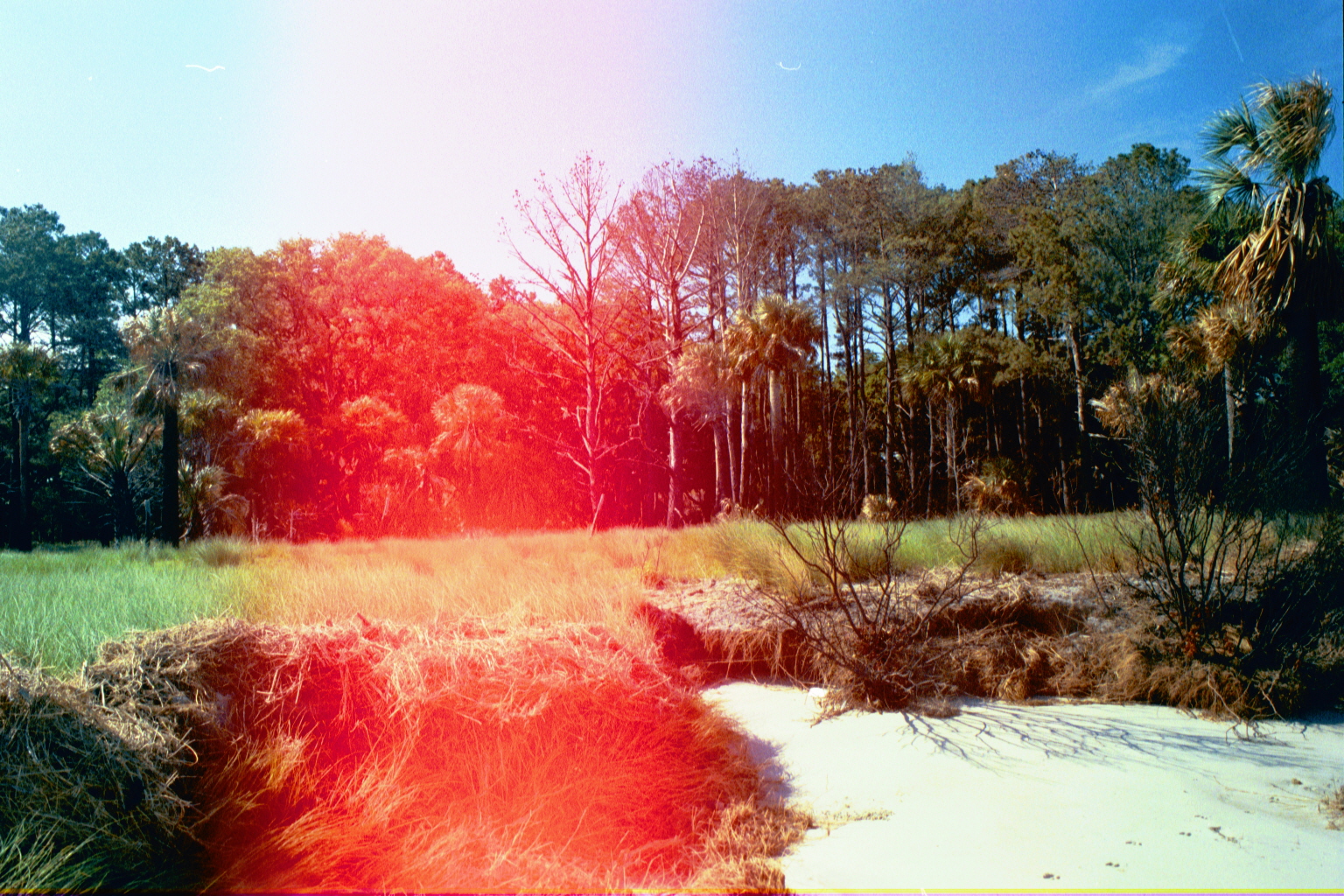 Ossabaw landscape — allosbra (18)