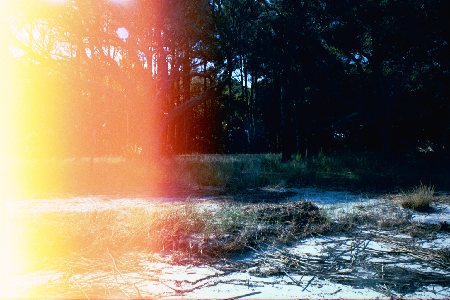 Ossabaw landscape — allosbra (20)