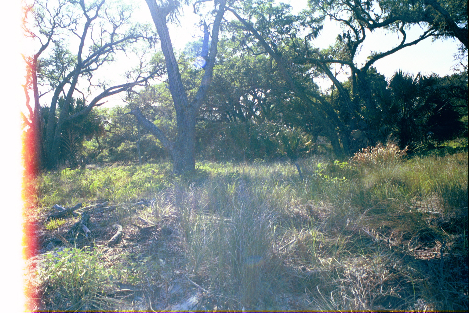 Ossabaw landscape — allosbra (21)
