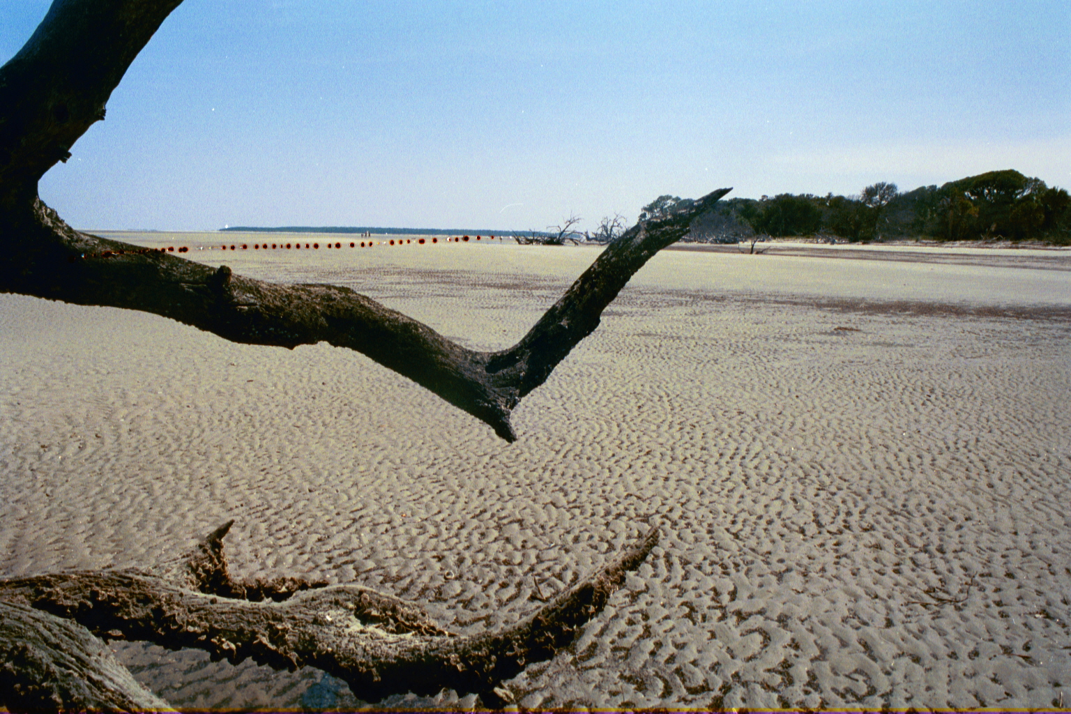 Ossabaw landscape — allosbra (23)