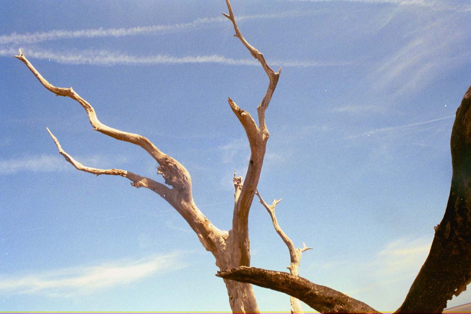 Ossabaw landscape — allosbra (25)