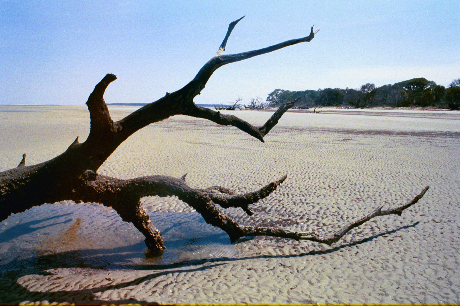 Ossabaw landscape — allosbra (255)