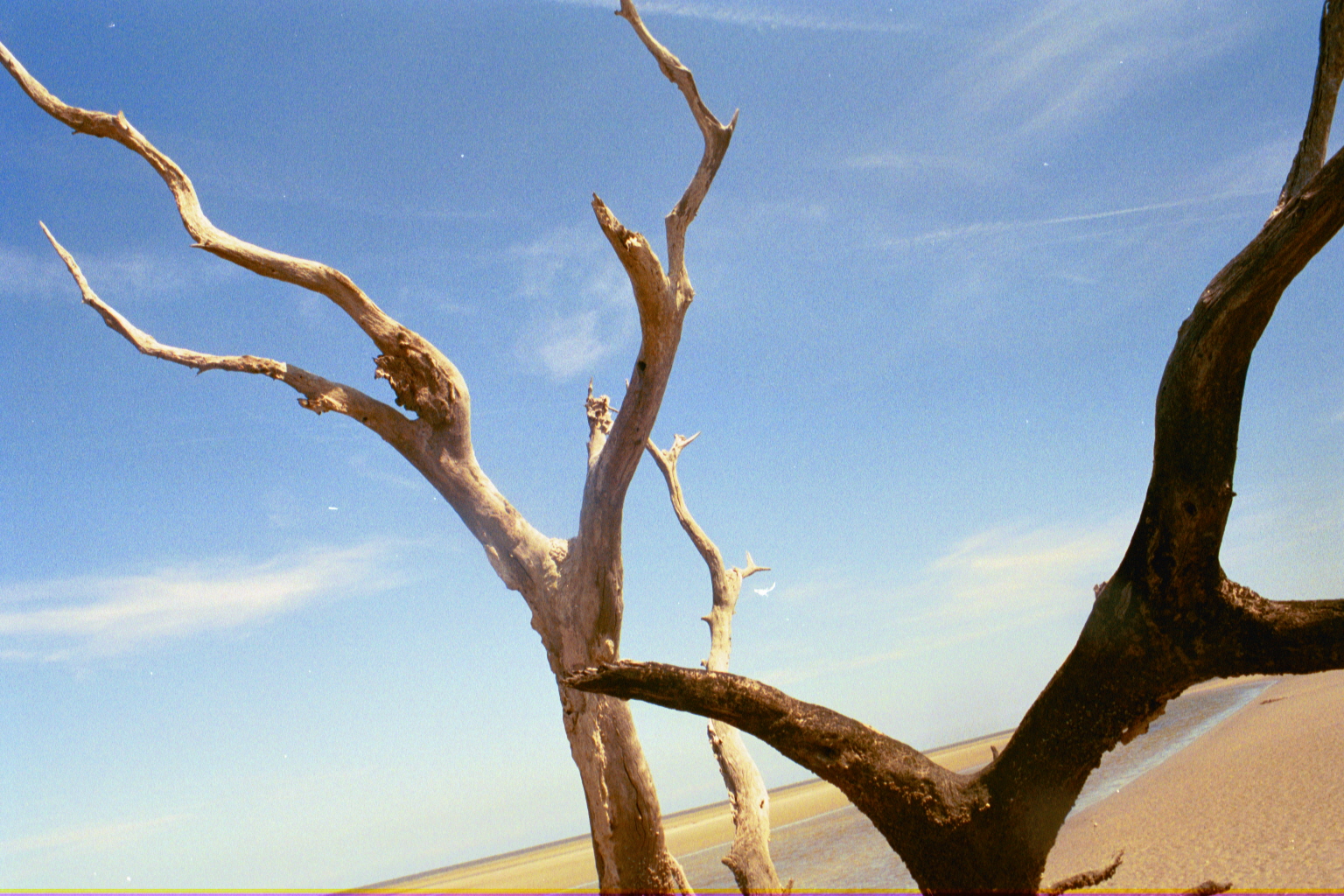 Ossabaw landscape — allosbra (26)