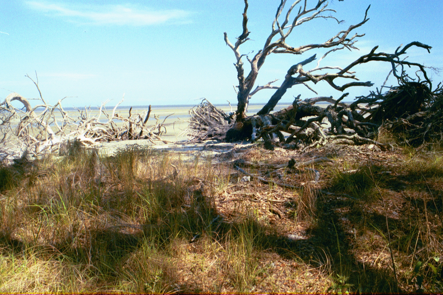 Ossabaw landscape — allosbra (264)