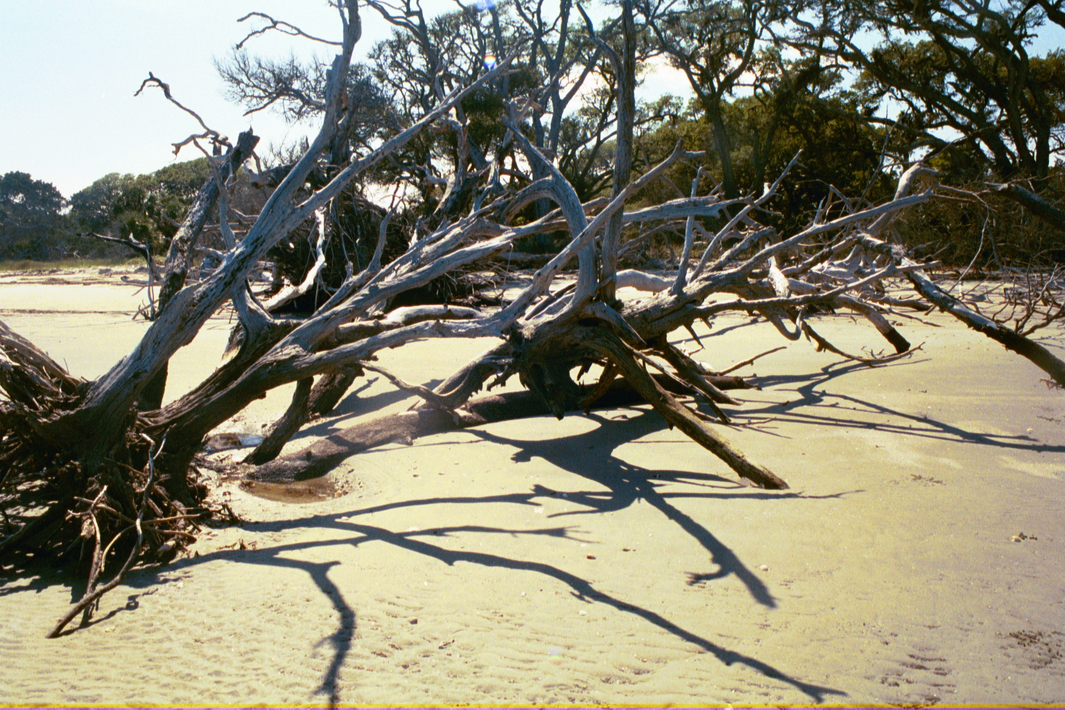 Ossabaw landscape — allosbra (27)