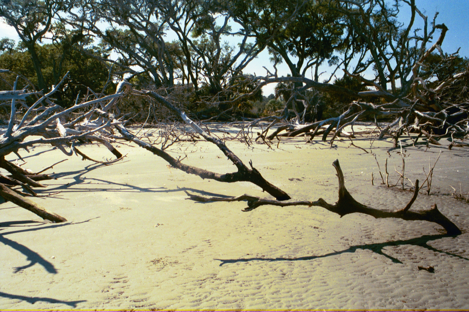 Ossabaw landscape — allosbra (28)