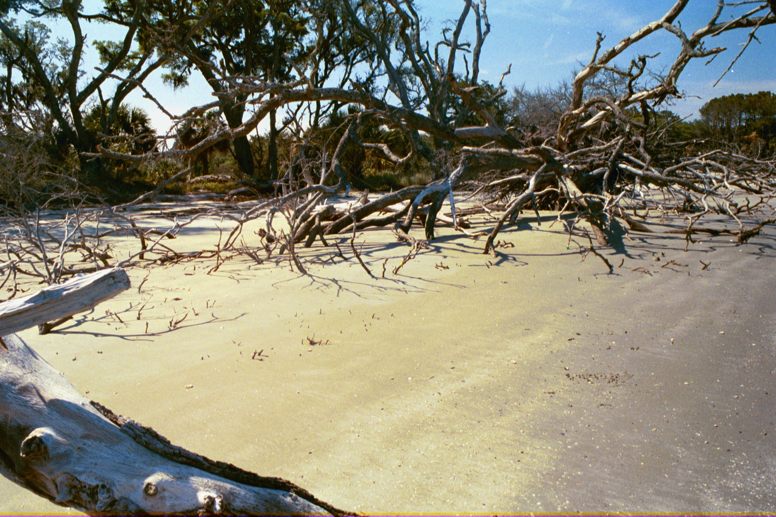Ossabaw landscape — allosbra (35)