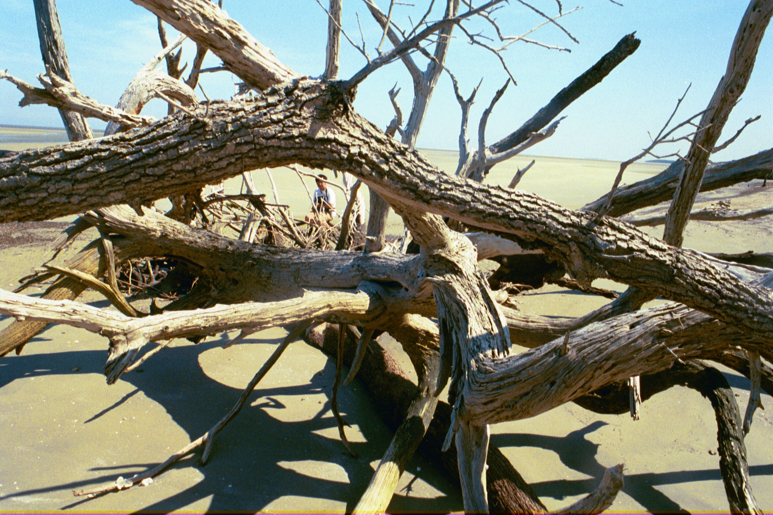 Ossabaw landscape — allosbra (36)