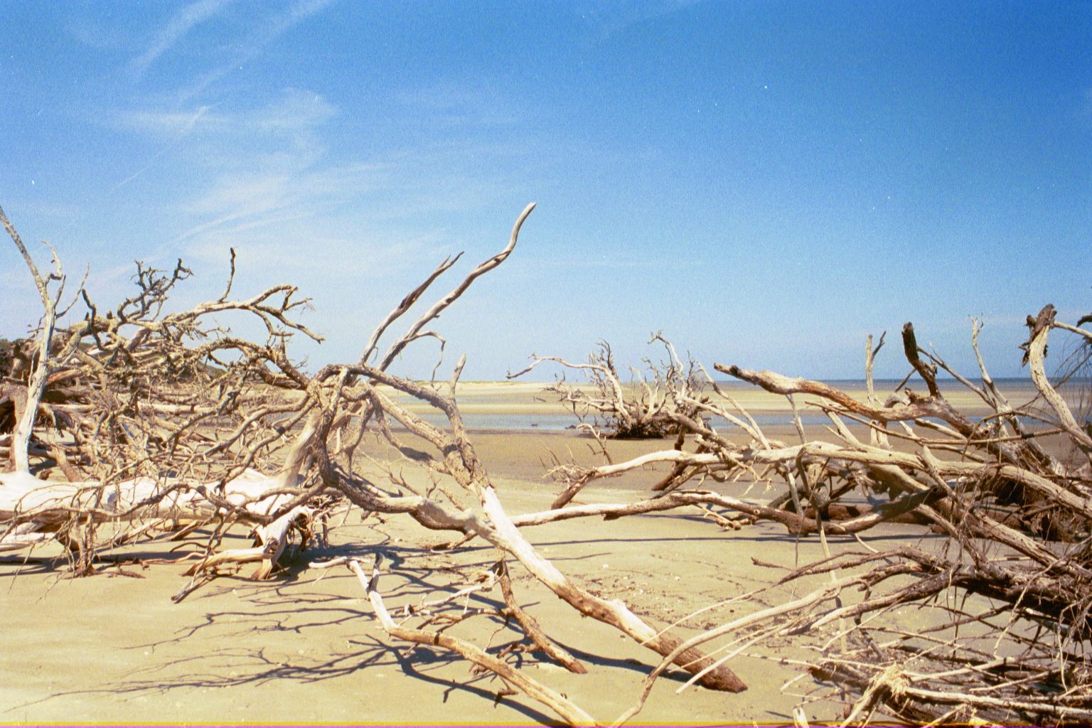 Ossabaw landscape — allosbra (42)