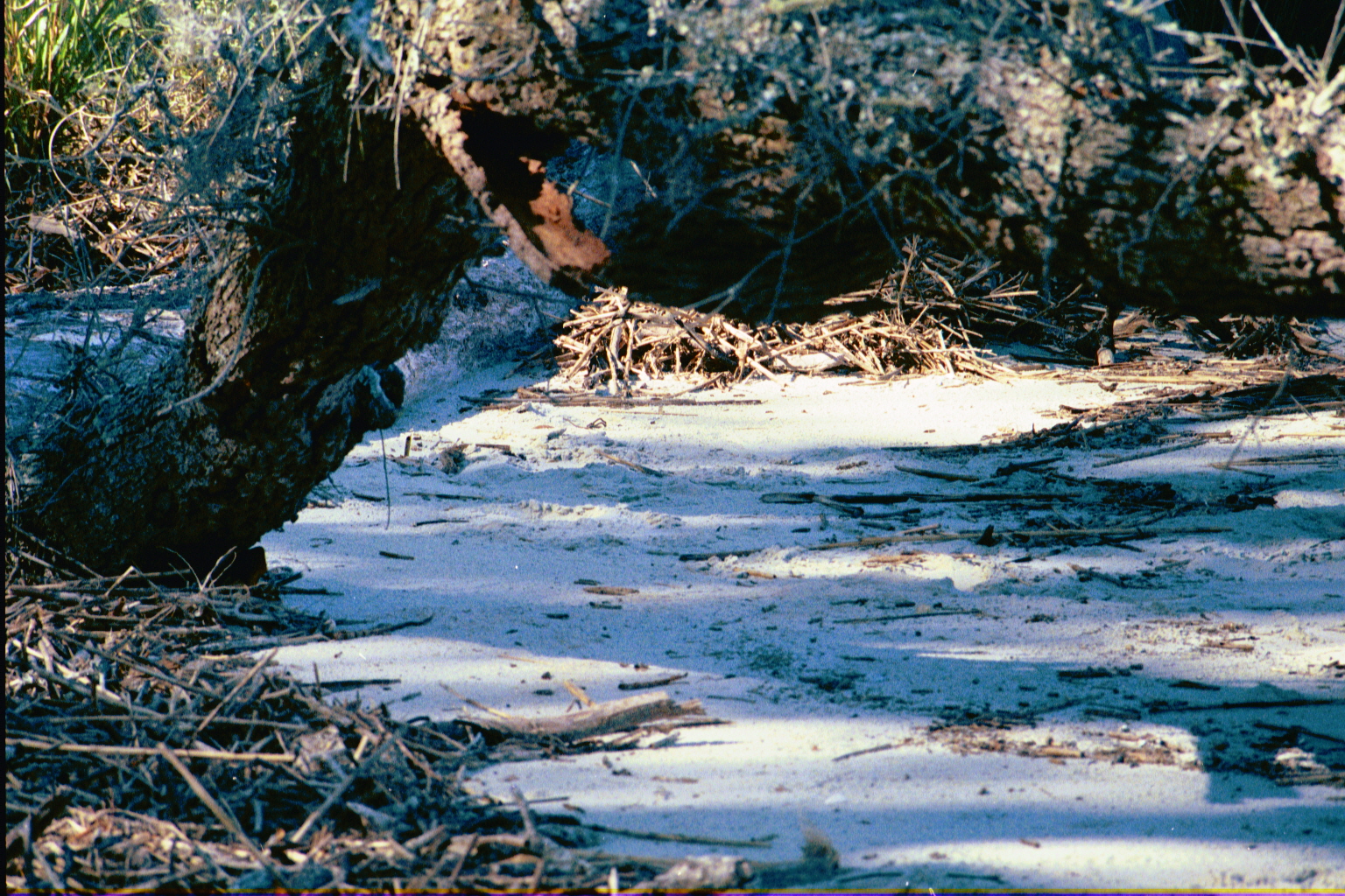 Ossabaw landscape — allosbra (5)