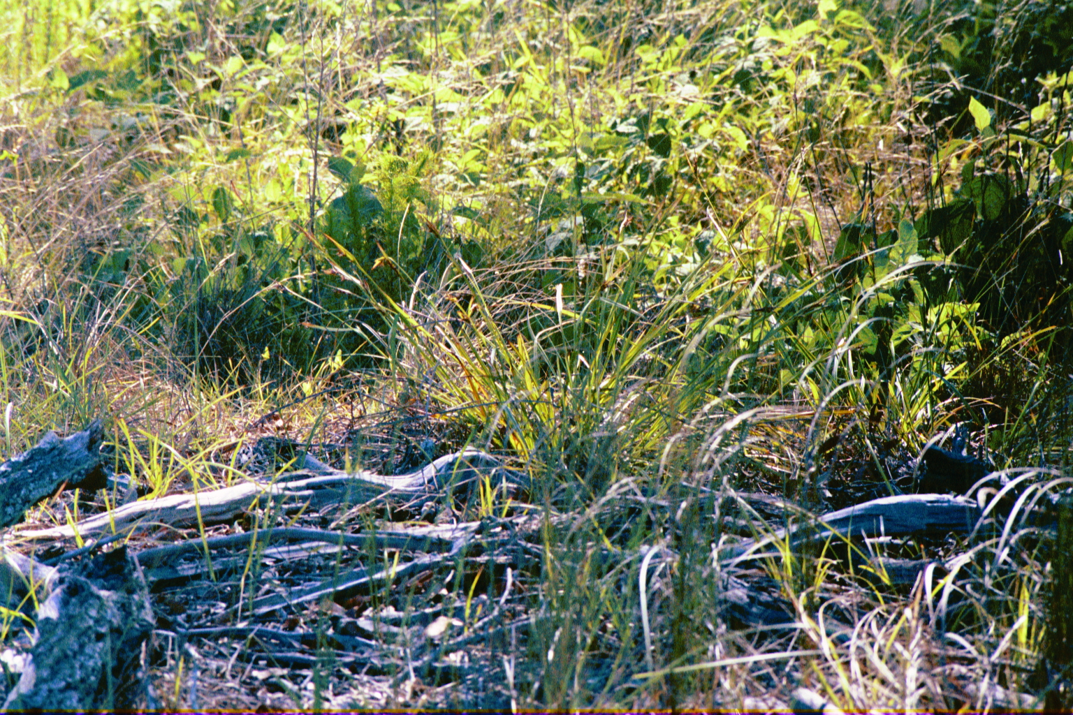 Ossabaw landscape — allosbra (6)