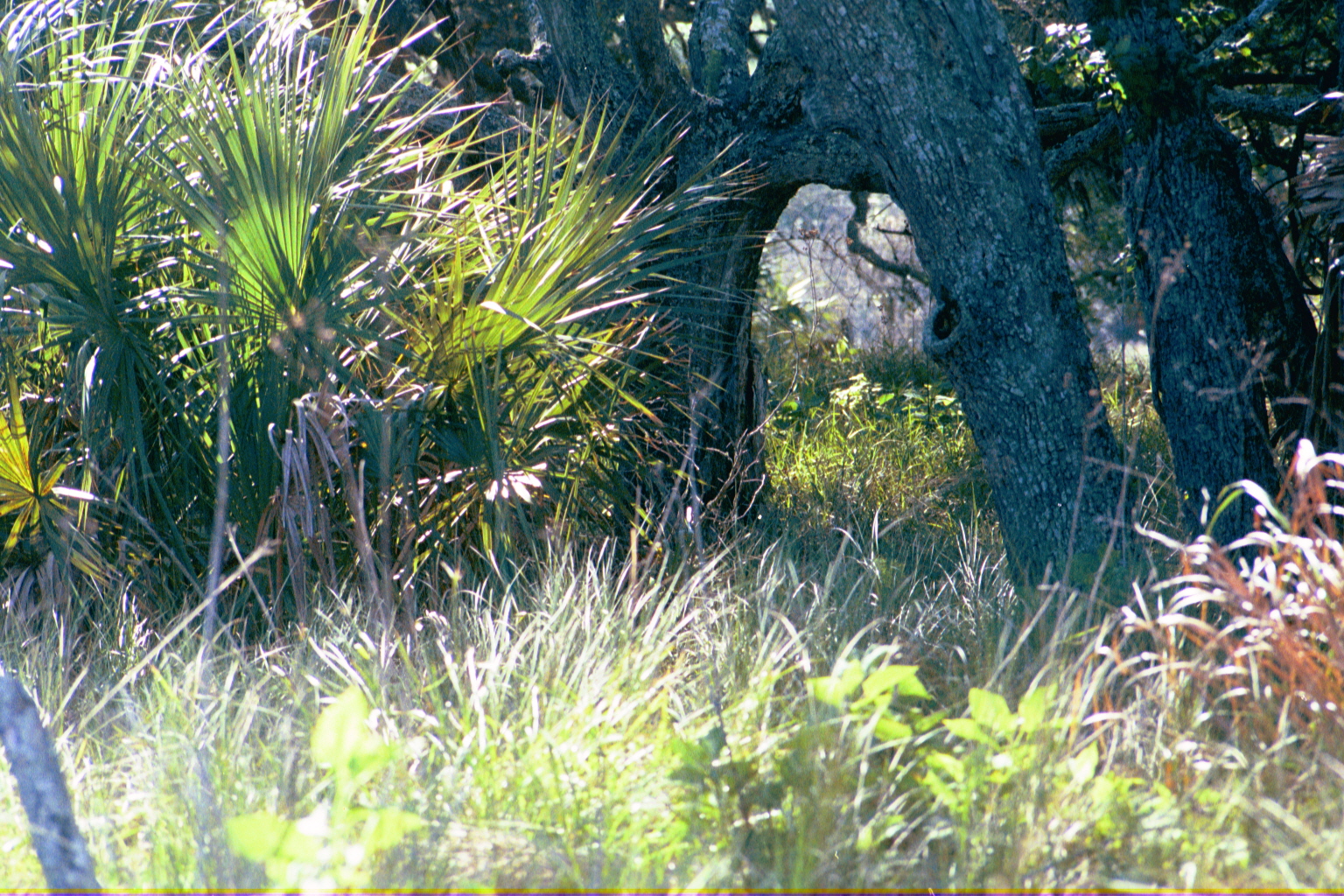 Ossabaw landscape — allosbra (7)