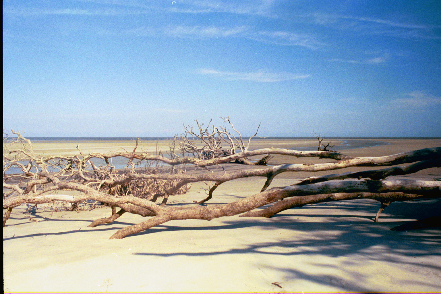 Ossabaw landscape — allosbra (8)