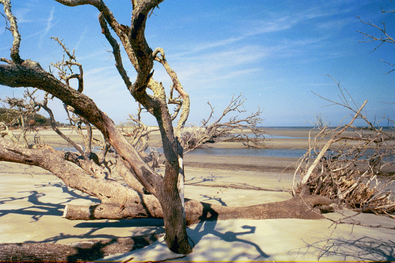 Ossabaw landscape — allosbra (9)