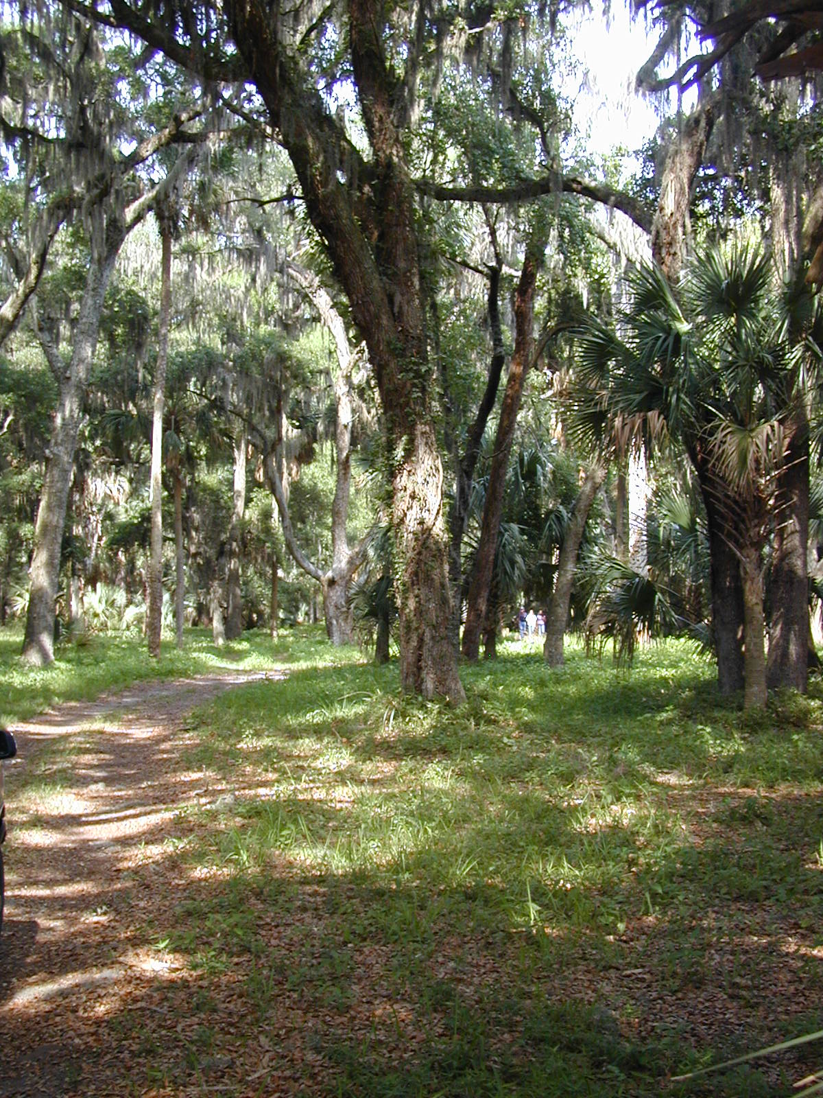 Ossabaw landscape — oss (49)