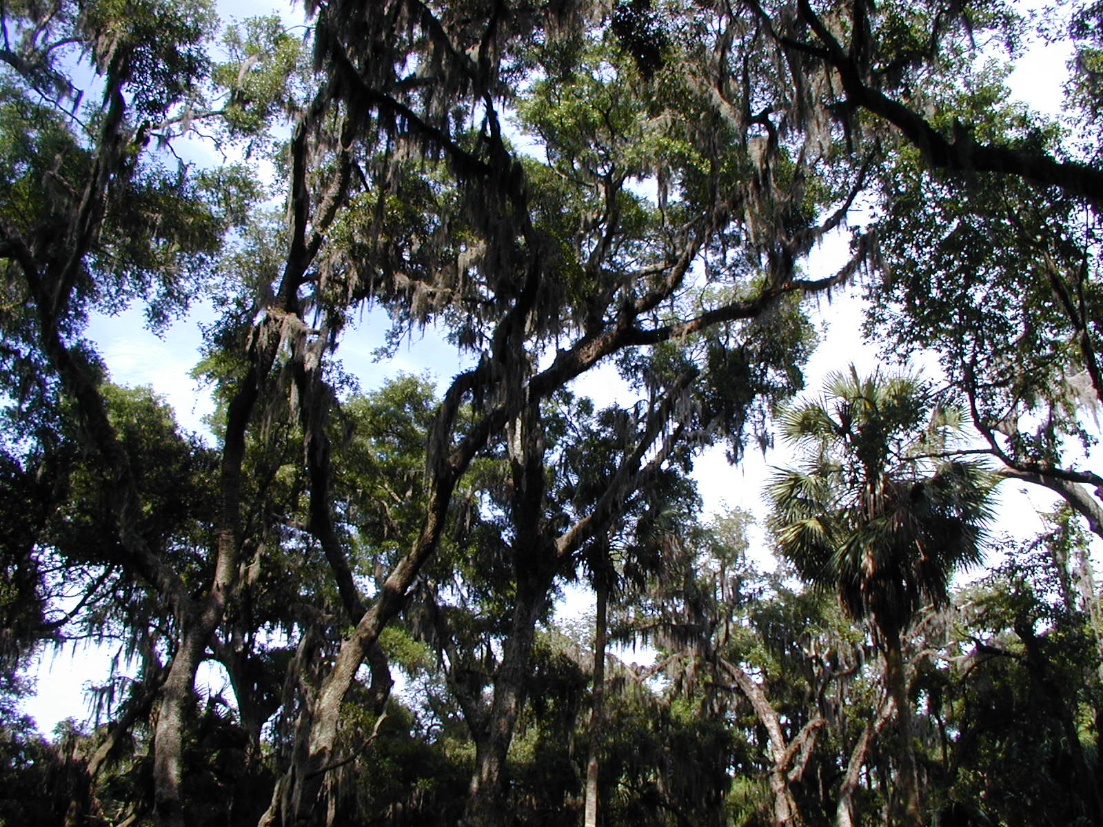 Ossabaw landscape — oss (50)