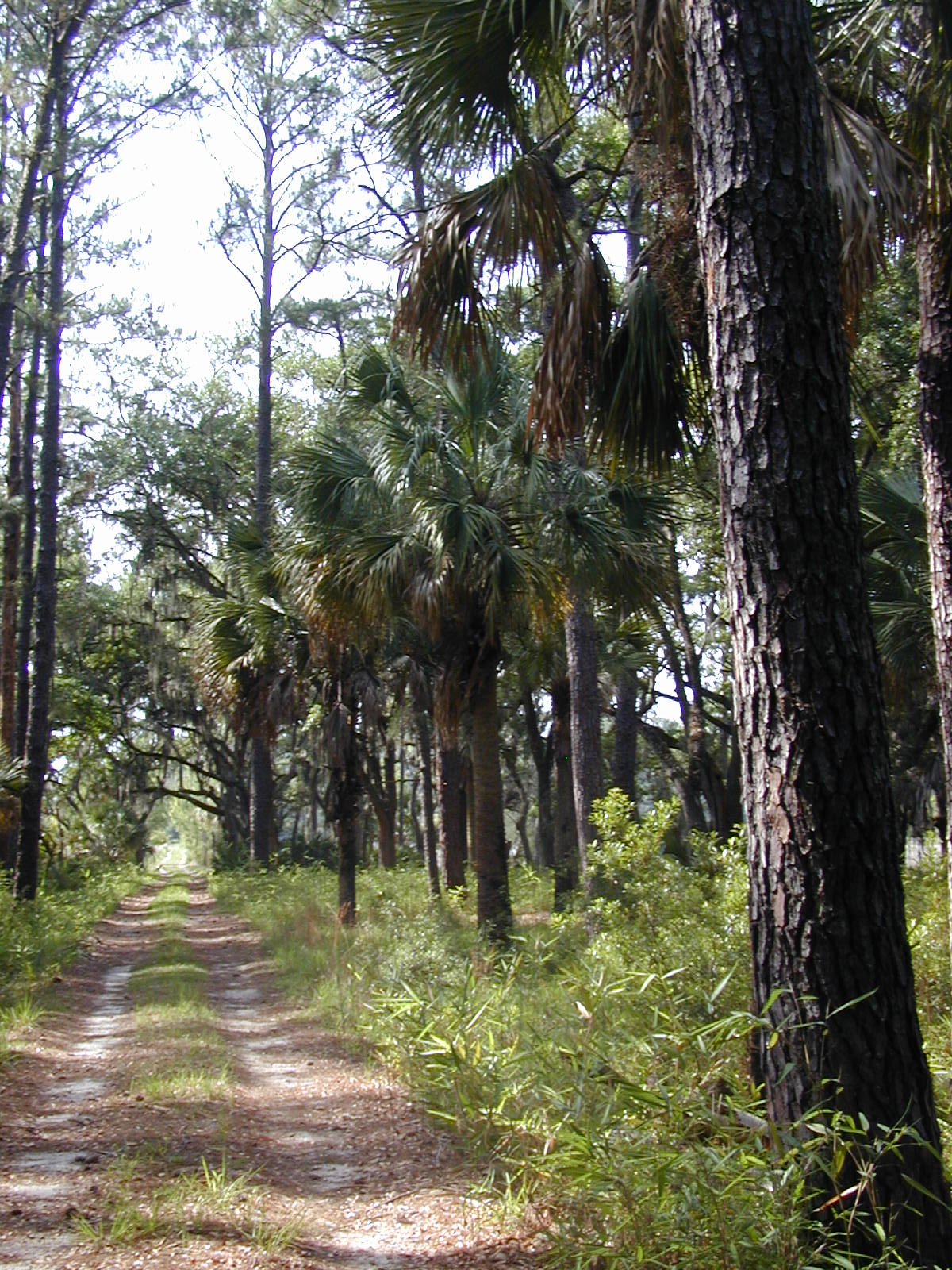 Ossabaw landscape — oss (54)