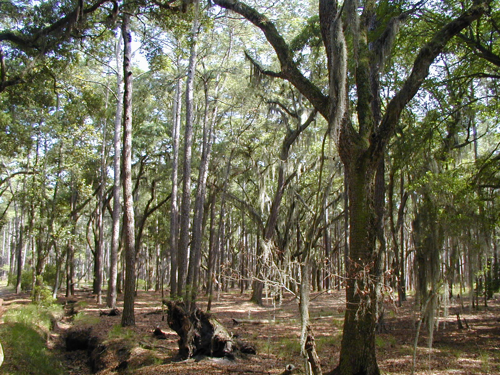 Ossabaw landscape — oss (56)