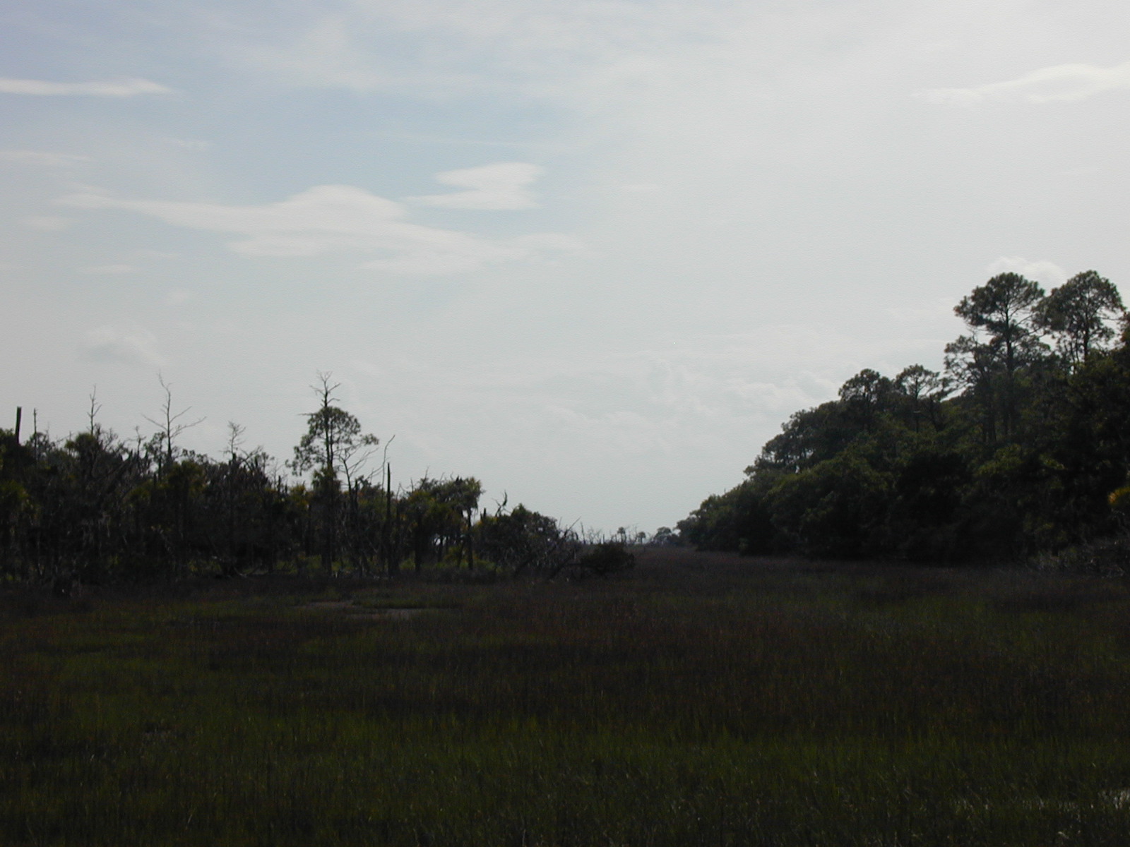 Ossabaw landscape — oss (59)