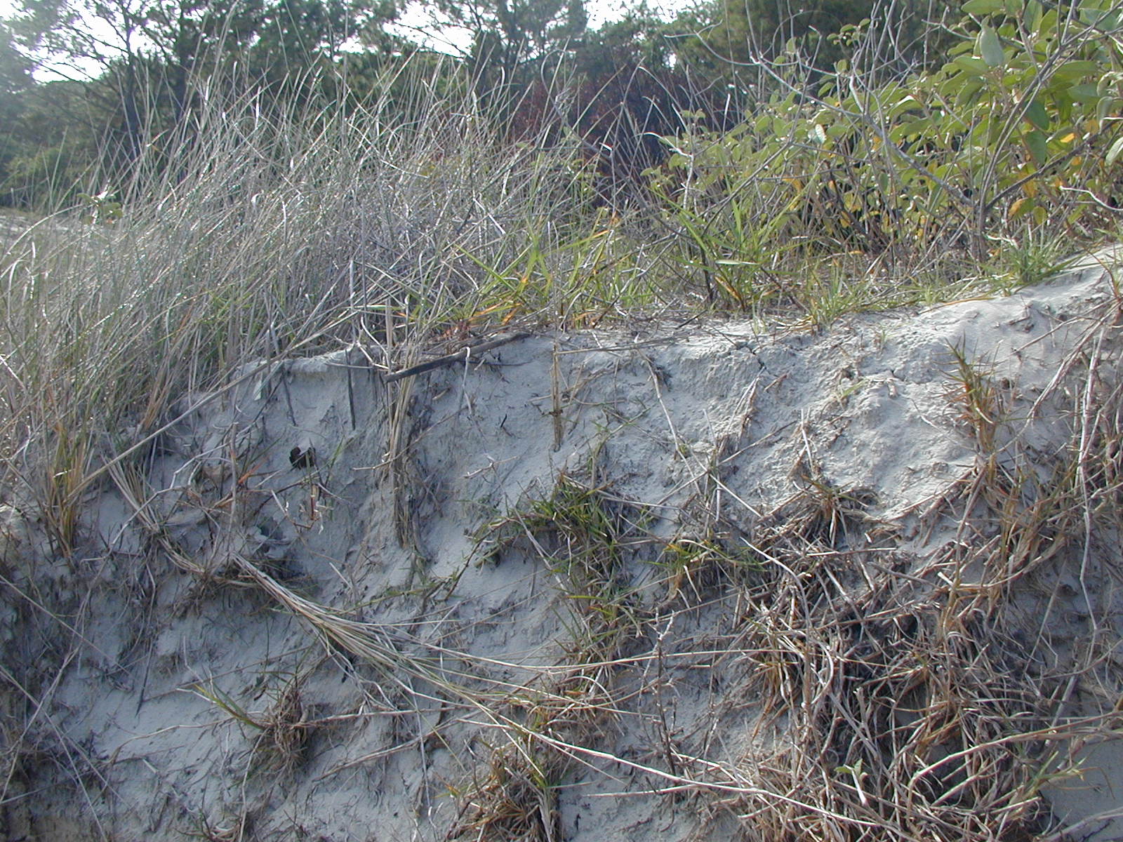 Ossabaw landscape — oss (78)