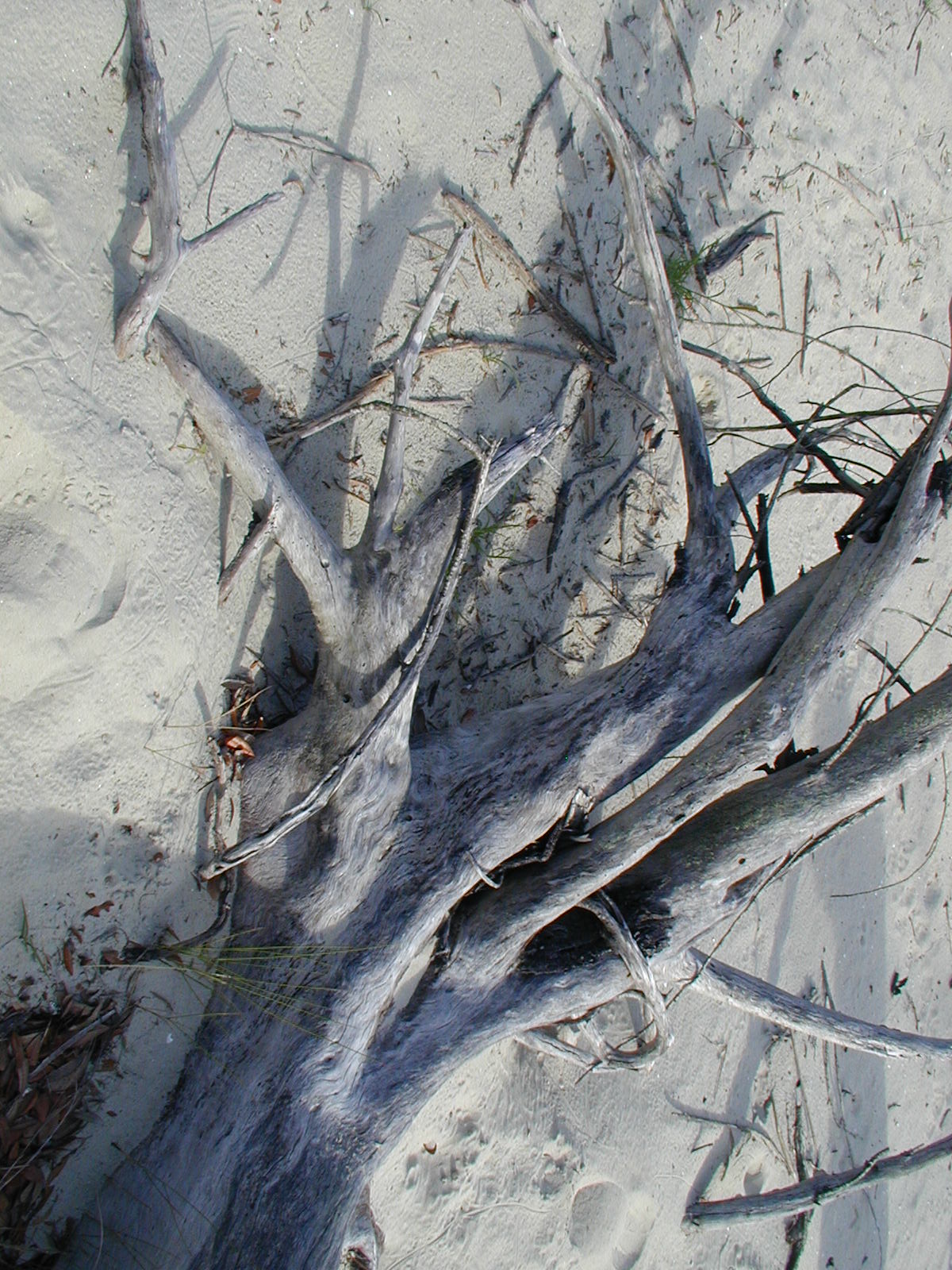 Ossabaw landscape — oss (81)