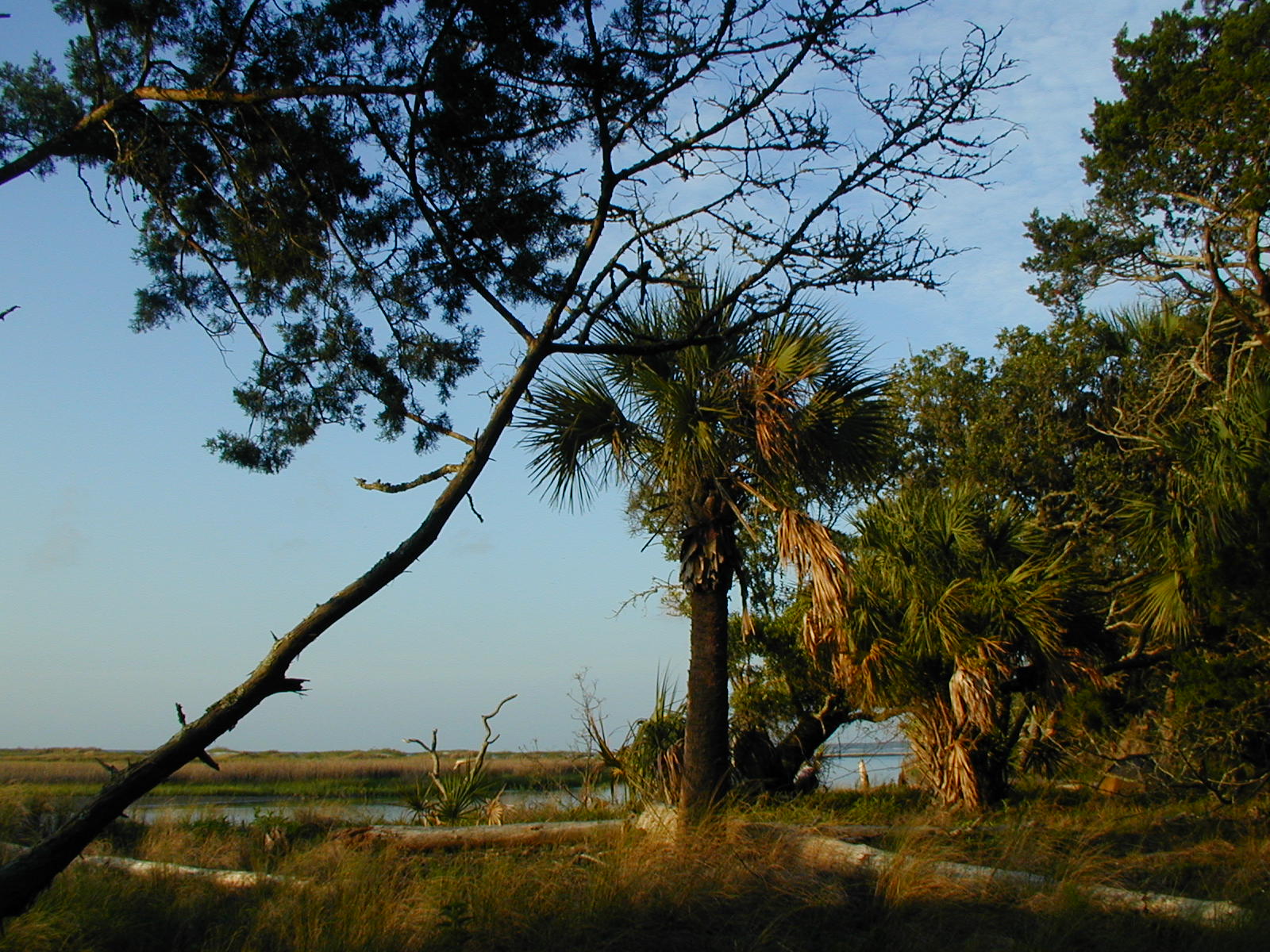Ossabaw landscape — oss (89)