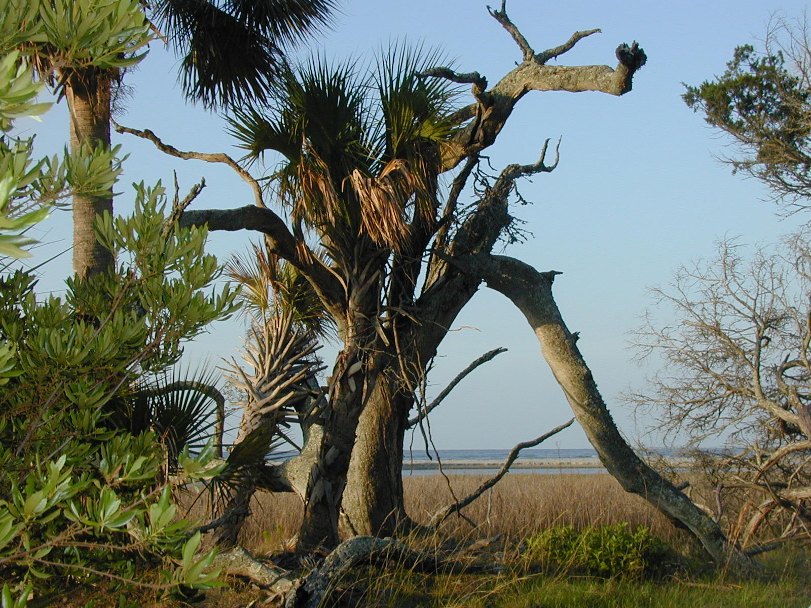 Ossabaw landscape — oss (91)
