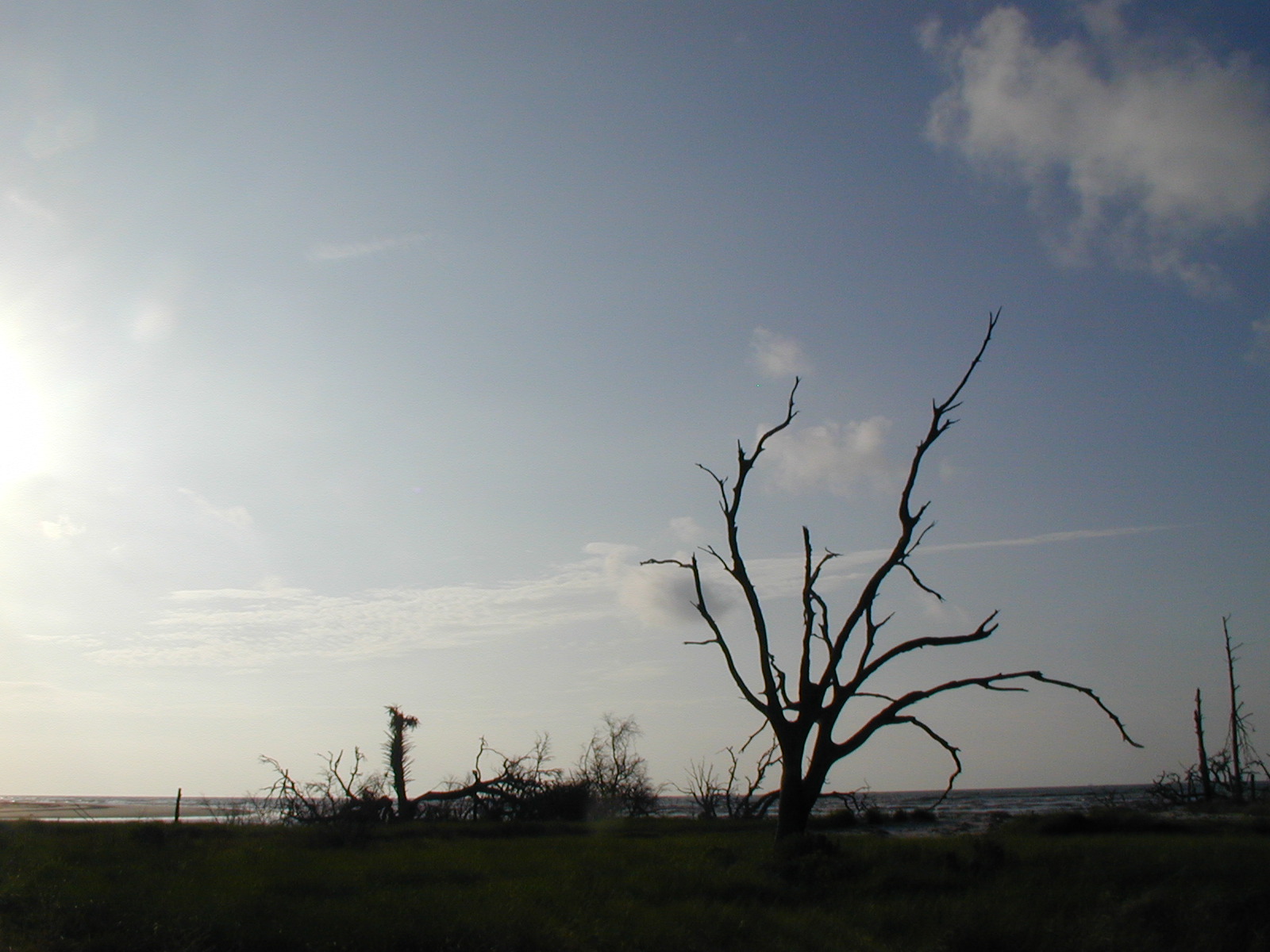Ossabaw landscape — oss (99)