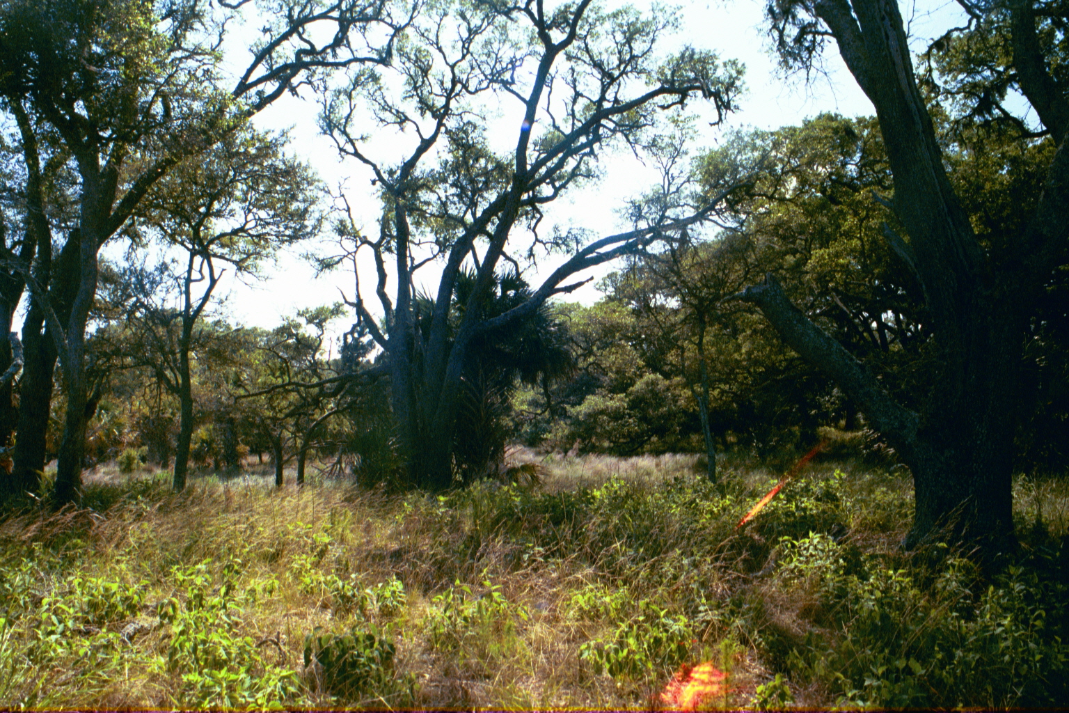Ossabaw landscape — ossblue (1)