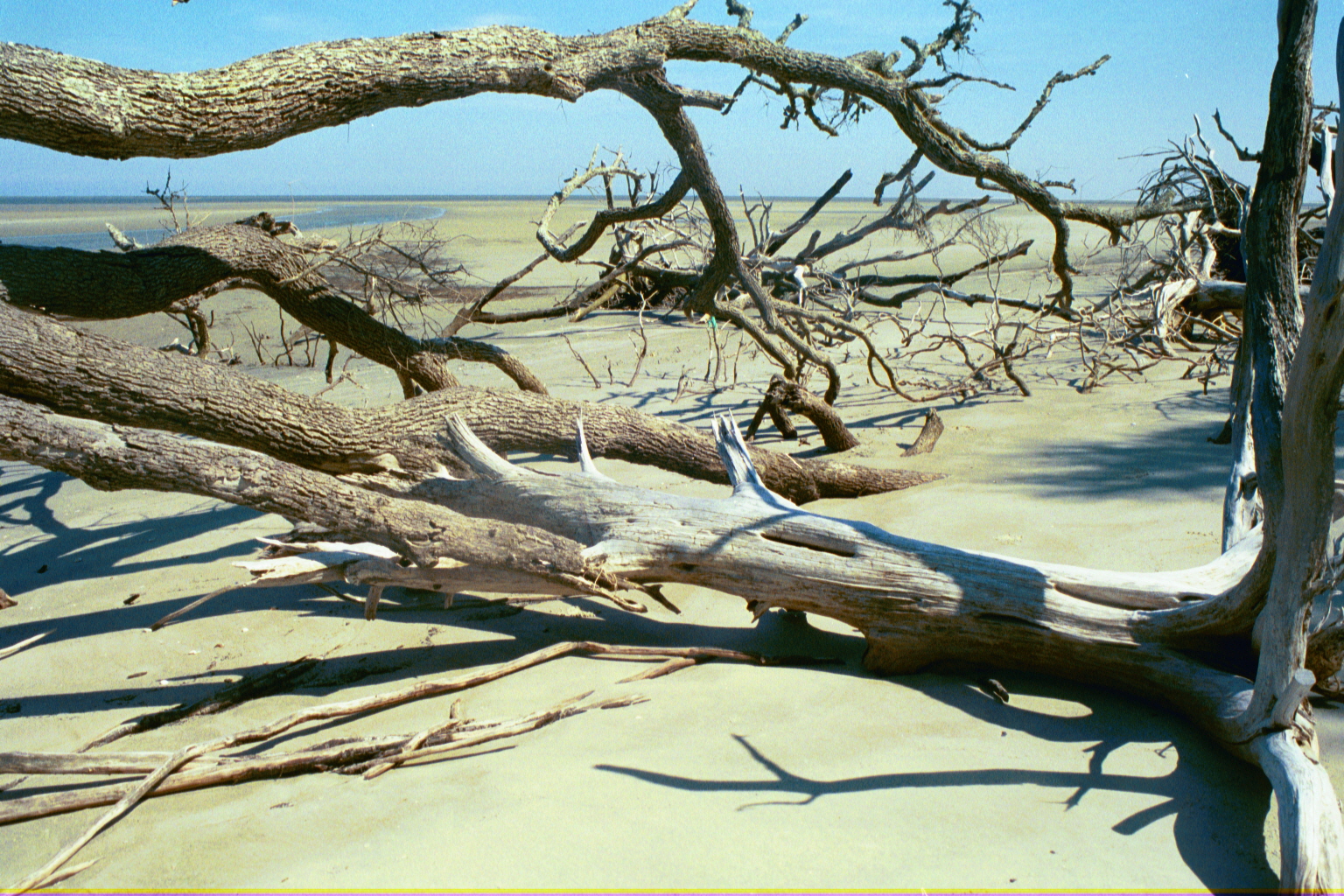 Ossabaw landscape — ossblue (10)