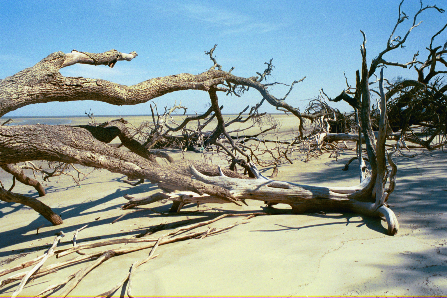 Ossabaw landscape — ossblue (14)