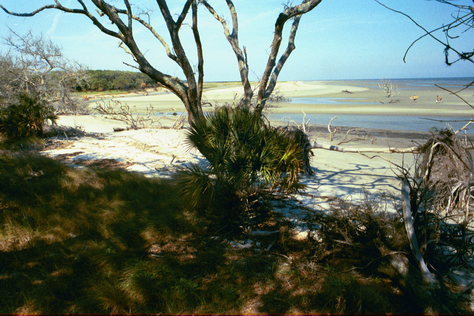 Ossabaw landscape — ossblue (17)