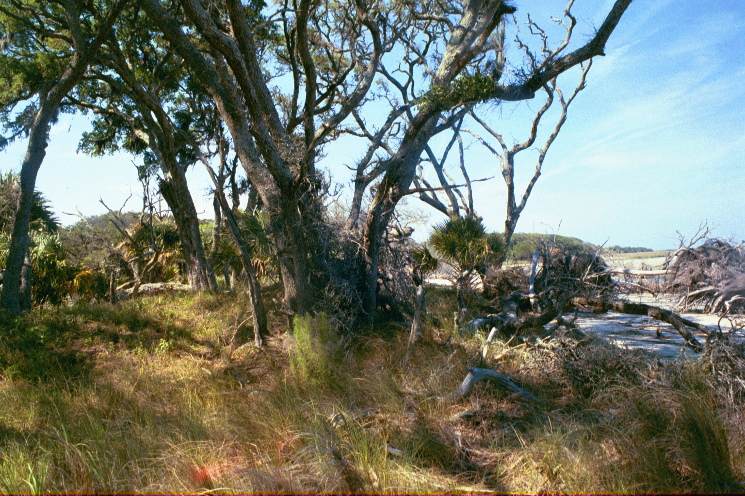 Ossabaw landscape — ossblue (2)