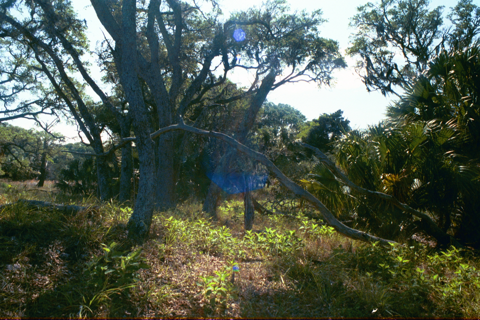 Ossabaw landscape — ossblue (20)