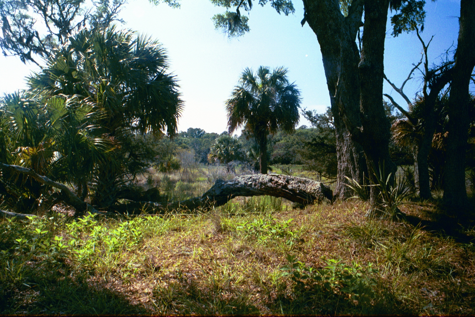 Ossabaw landscape — ossblue (21)