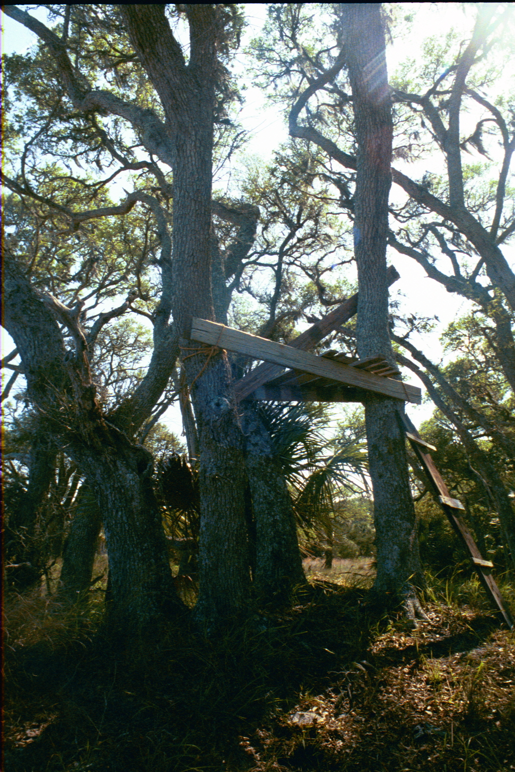 Ossabaw landscape — ossblue (22)